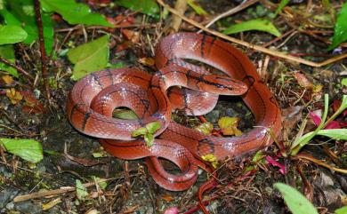 Oreocryptophis porphyraceus kawakamii (Oshima, 1910) 紅竹蛇