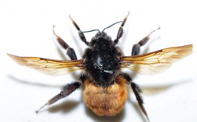 Bombus 熊蜂屬