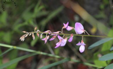 Campylotropis giraldii (Schindl.) Schindl. 彎龍骨