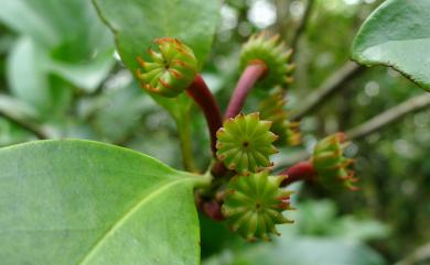 Illicium arborescens Hayata 臺灣八角