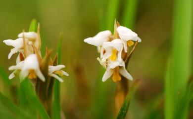 Zeuxine strateumatica var. strateumatica (L.) Schltr. 線柱蘭