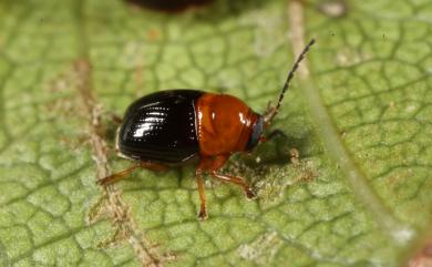 Coenobius taiwanus Chujo, 1954 紅胸姬筒金花蟲