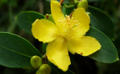 Hypericum geminiflorum var. geminiflorum 雙花金絲桃