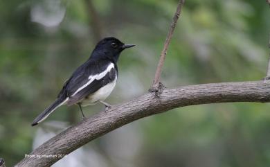 Copsychus saularis saularis (Linnaeus, 1758) 鵲鴝(大陸亞種)