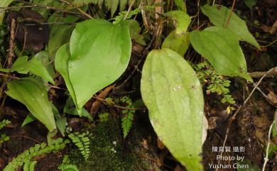 Cheiropleuria integrifolia (D.C.Eaton ex Hook.) M.Kato, Y.Yatabe, Sahashi & N.Murak. 燕尾蕨