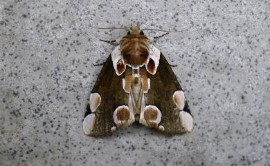 Thyatira batis formosicola Matsumura, 1933 大斑波紋蛾