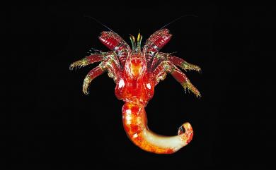 Aniculus retipes Lewinson, 1982 網足紋寄居蟹