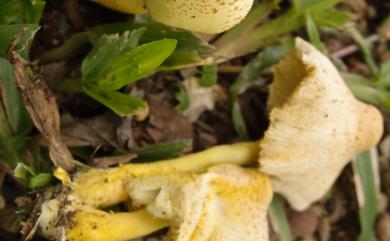 Leucocoprinus brinbaumi (Corda) Sing.