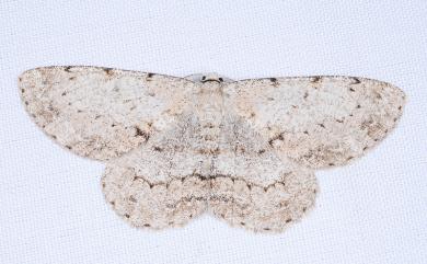 Hypomecis punctinalis glos (Prout, 1914) 月斑灰褐尺蛾