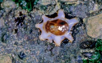 Patelloida saccharina (Linnaeus, 1758) 鵜足青螺