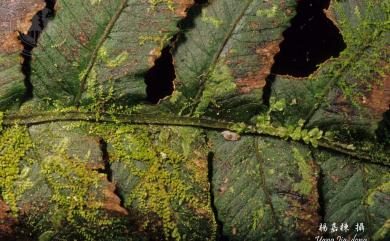 Cololejeunea raduliloba 扁萼疣鱗蘚