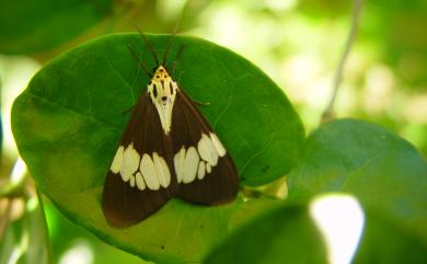 Nyctemera baulus (Boisduval, 1832)