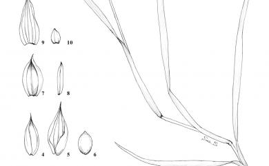 Cenchrus echinatus 蒺藜草