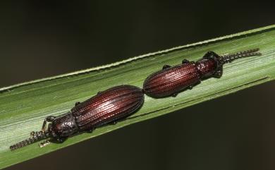 Lasiochila bicolor Pic, 1924 長筒鐵甲蟲