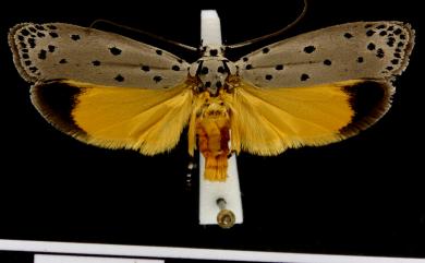 Ethmia praeclara Meyrick, 1910 黃翅篩蛾