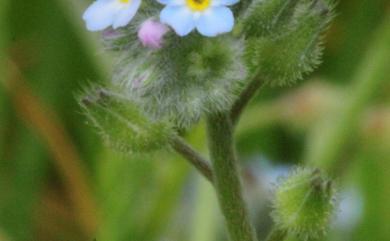 Myosotis arvensis (L.) Hill 野勿忘草