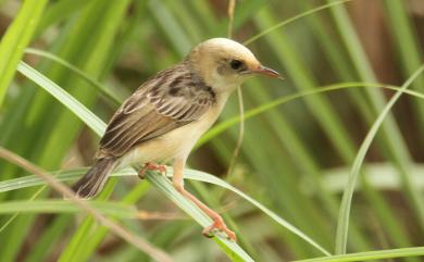 Cisticola exilis volitans (Swinhoe, 1859) 黃頭扇尾鶯