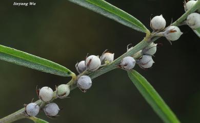 Indigofera linifolia (L. f.) Retz. 細葉木藍