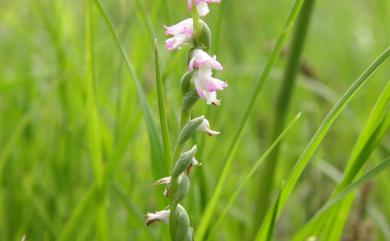 Spiranthes sinensis (Pers.) Ames 綬草