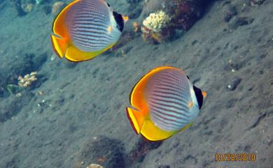 Chaetodon adiergastos Seale, 1910 烏頂蝴蝶魚