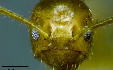 Paratrechina kraepelini Forel, 1905 柯氏黃山蟻