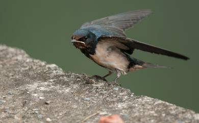 Hirundo rustica gutturalis (Scopoli, 1786) 家燕(白腹亞種)