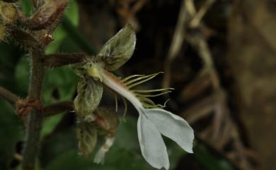 Odontochilus inabae 單囊齒唇蘭