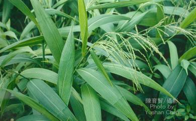 Setaria palmifolia 棕葉狗尾草