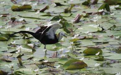 Hydrophasianus chirurgus (Scopoli, 1786) 水雉