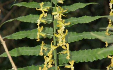 Cephalantheropsis obcordata (Lindl.) Ormerod 綠花肖頭蕊蘭