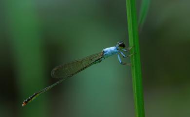 Agriocnemis femina oryzae 白粉細蟌