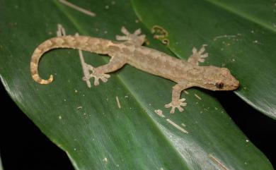 Lepidodactylus yami Ota, 1987 雅美鱗趾虎