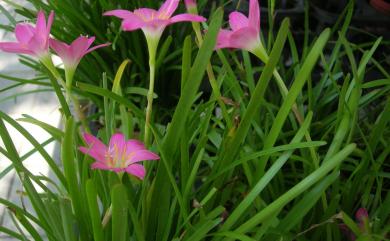 Zephyranthes carinata Herb. 韭蘭