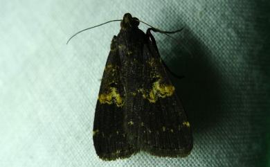 Hydrillodes gravatalis (Walker, 1858) 曲斑亥鬚裳蛾