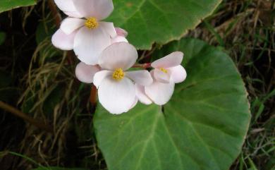 Begonia fenicis Merr. 蘭嶼秋海棠