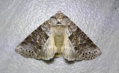 Demopsestis formosana Yoshimoto, 1983 臺圓波紋蛾