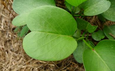 Ipomoea pes-caprae subsp. brasiliensis (L.) Ooststr. 馬鞍藤