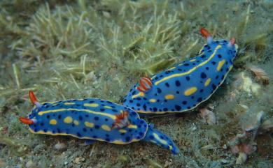 Hypselodoris festiva (A.Adams, 1861) 節慶高澤海蛞蝓