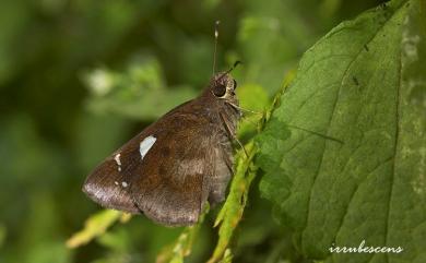 Notocrypta curvifascia (C. Felder & R. Felder, 1862) 袖弄蝶