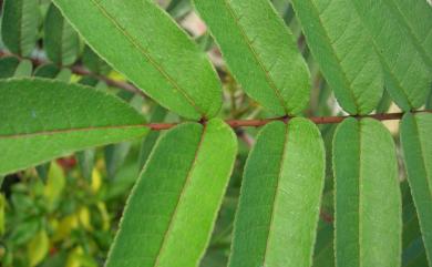 Zanthoxylum ailanthoides var. ailanthoides 食茱萸