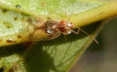 Stephanitis esakii Takeya, 1931 明脊冠網蝽