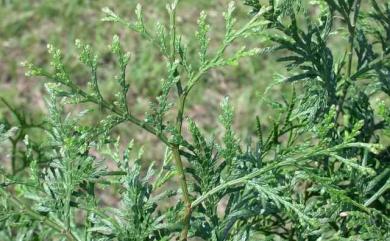 Calocedrus macrolepis var. formosana (Florin) W.C.Cheng & L.K.Fu 臺灣肖楠