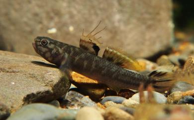 Mugilogobius abei (Jordan & Snyder, 1901) 阿部氏鯔鰕虎