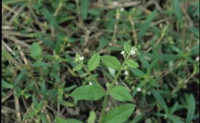 Bothriospermum zeylanicum (J. Jacq.) Druce 細纍子草