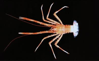 Agononida pilosimanus (Baba, 1969) 毛手宦蝦