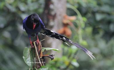 Urocissa caerulea Gould, 1863 臺灣藍鵲