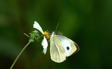 Pieris canidia Linnaeus, 1768 緣點白粉蝶