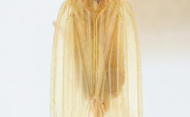 Ossoides lineatus Bierman, 1910 紅線舌軍配飛蝨