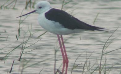 Himantopus himantopus (Linnaeus, 1758) 高蹺鴴