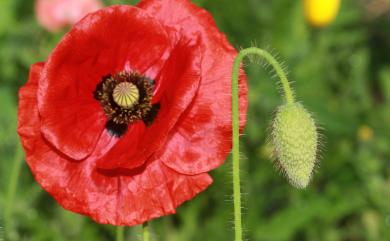 Papaver rhoeas 虞美人